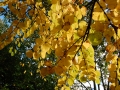 Cercidiphyllum japonicum