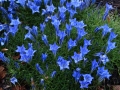 Gentiana 'Kidbrooke'