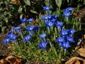 Gentiana 'The Caley'