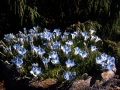 Gentiana farreri