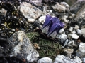 Gentiana urnula