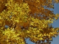 Ginkgo biloba