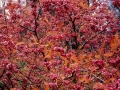 Sorbus pseudovilmorinii