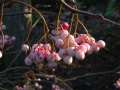 Sorbus rosea