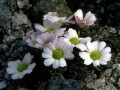 Callianthemum-anemonoides