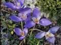 Crocus-banaticus