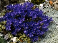 Edraianthus-serpyllifolius-Major