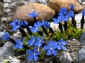 Gentiana-bavarica-ssp-imbricata-2