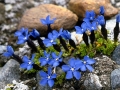 Gentiana-bavarica-ssp-imbricata-2