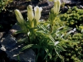 Gentiana-frigida