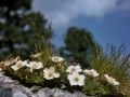 Potentilla-nitida-var-alba