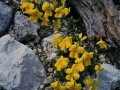 Viola-calcarata-ssp-zoysii