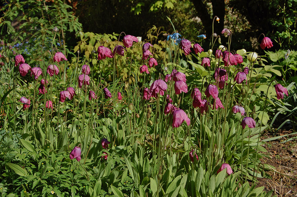 Plant of the Season Archives Jim Jermyn